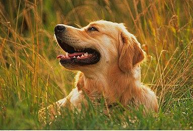 拳头：《英雄联盟》用户群正在变老 很少有新玩家加入